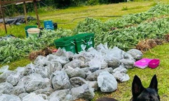 Casal que extrapolou autorização para cultivo medicinal de maconha