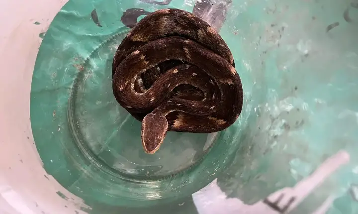 Cobra venenosa é encontrada viva em saco verde destinado à materiais recicláveis em Jaraguá do Sul