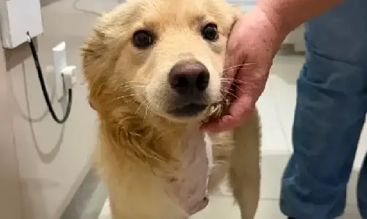 Fujama promove mais uma feira de adoção de cães e gatos