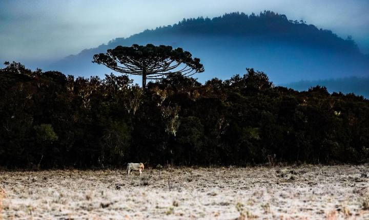 Inverno começou com onda de frio intenso em Santa Catarina