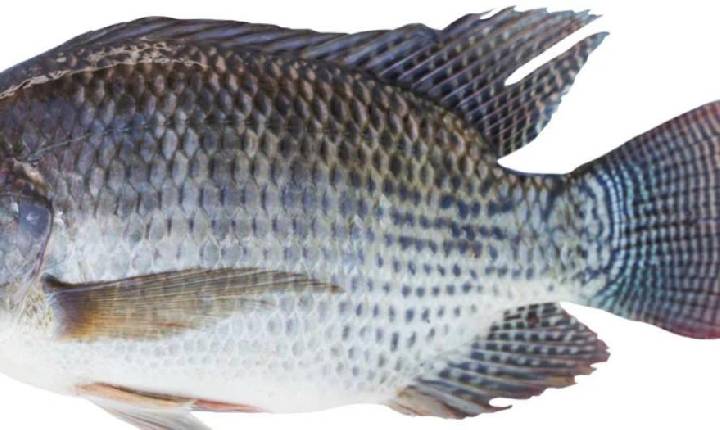 Jaraguá do Sul deve produzir mais de 700 toneladas de pescados neste ano