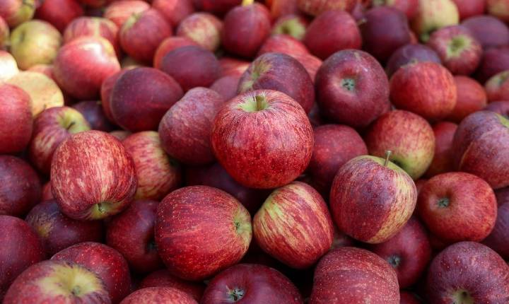 Santa Catarina agora pode exportar maçã diretamente pelos portos catarinenses