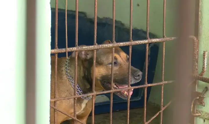 Suspeita de eutanásias irregulares leva MPSC a ajuizar ação para proteger animais acolhidos no CBEA em Joinville