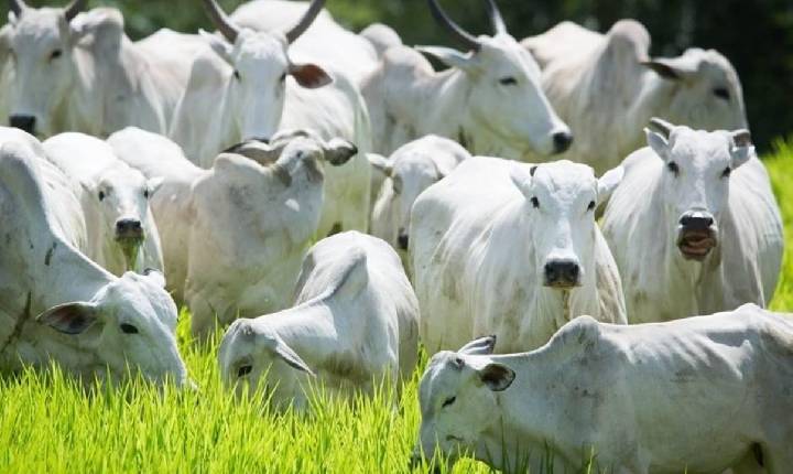 União Europeia oficializa veto às carnes do Brasil a partir de setembro