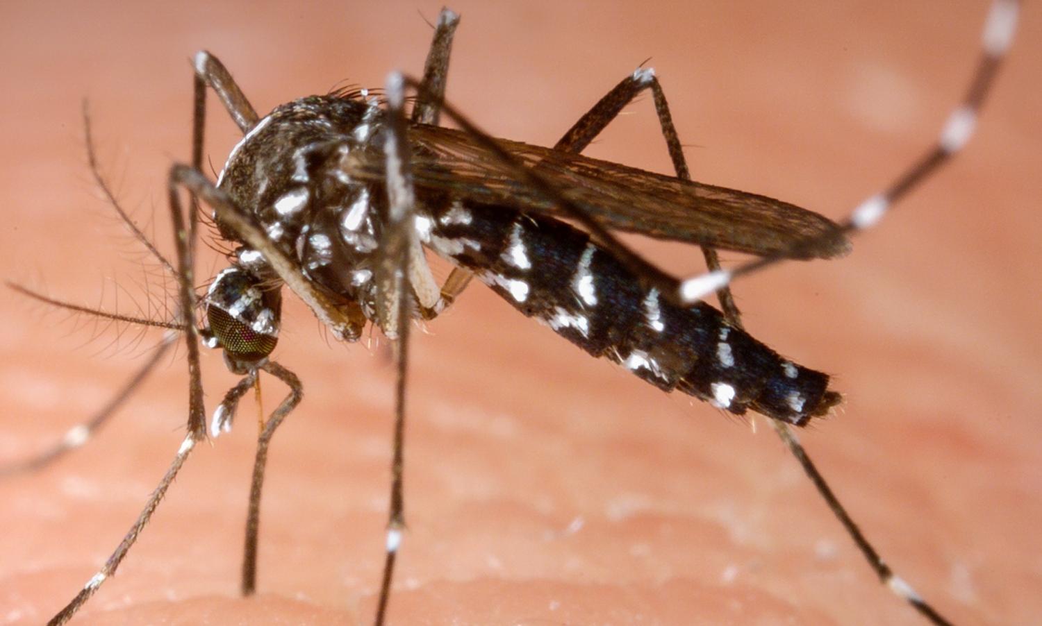 DENGUE EXPLODE NO CENTRO DA CIDADE