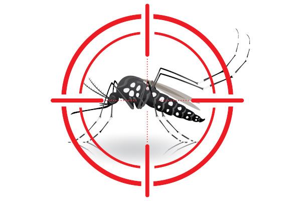 Confirmado primeiro caso de transmissão local de dengue