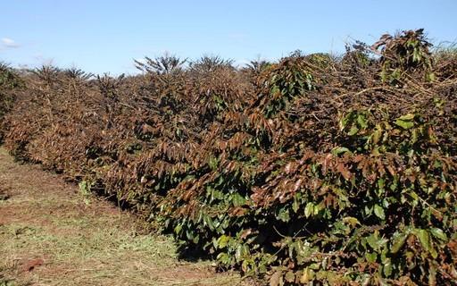 O FRIO QUE ATINGIU O BRASIL INTEIRO E AS GEADAS FORTES TRARÃO AUMENTOS NOS PREÇOS