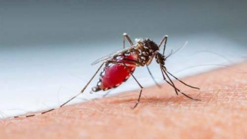 Secretaria de Saúde confirma novo foco de dengue em Corupá