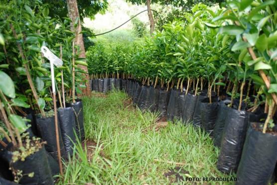Campanha para aquisição de mudas nativas e frutíferas começará no dia 1 de abril