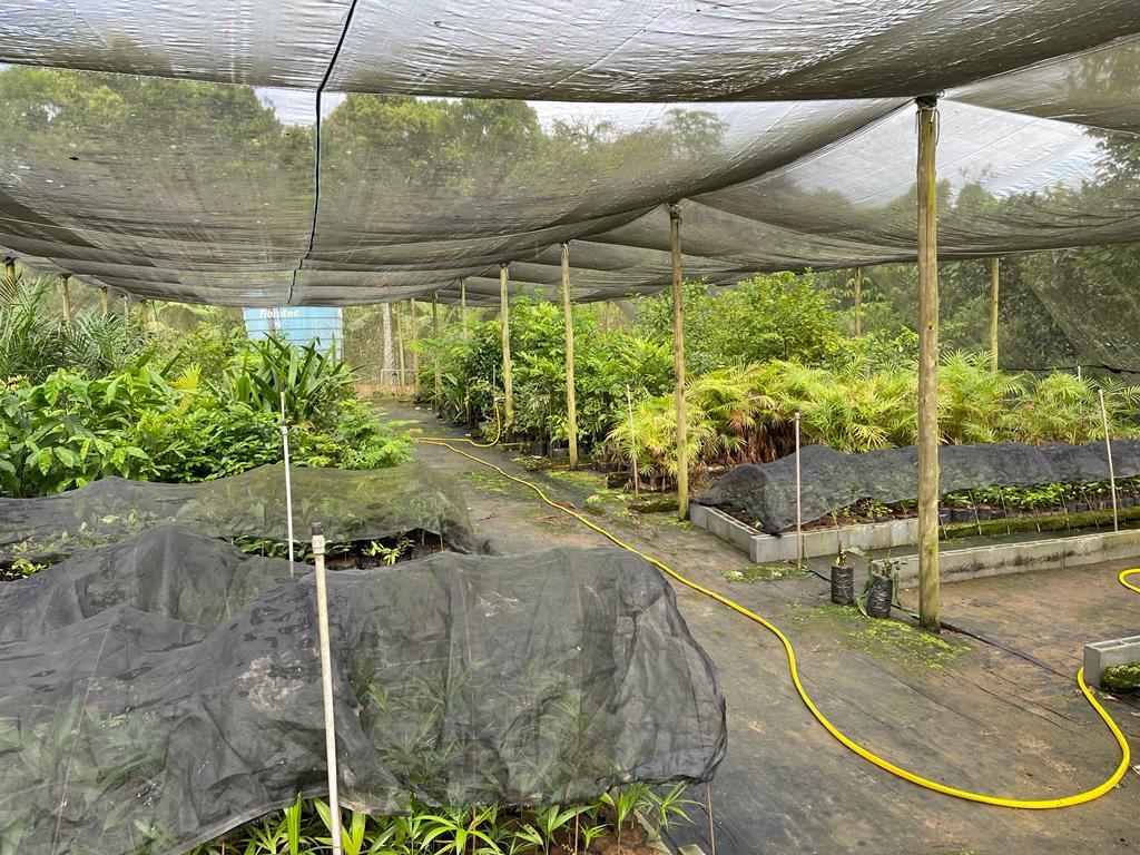 Corupá muda data para a retirada de mudas frutíferas