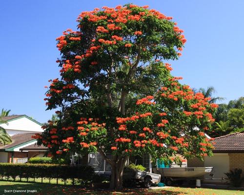 Prefeitura de Corupá recomenda corte de árvore que provoca morte de abelhas