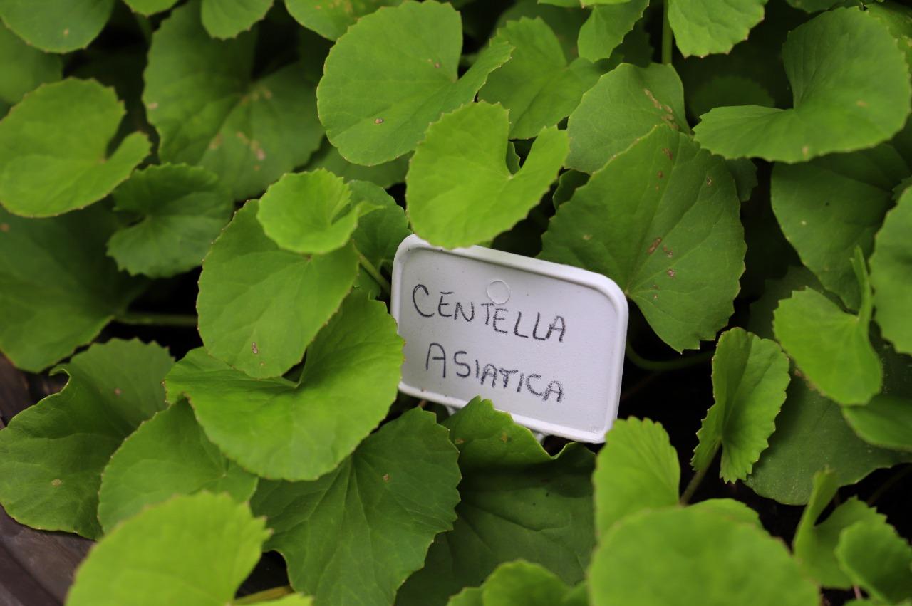 Abertas inscrições para o 7º Workshop de Plantas Medicinais