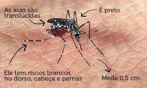 Corupá confirma o primeiro caso de dengue dos últimos anos