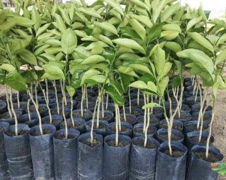 Campanha de mudas frutíferas e nativas em Corupá começará em 3 de abril