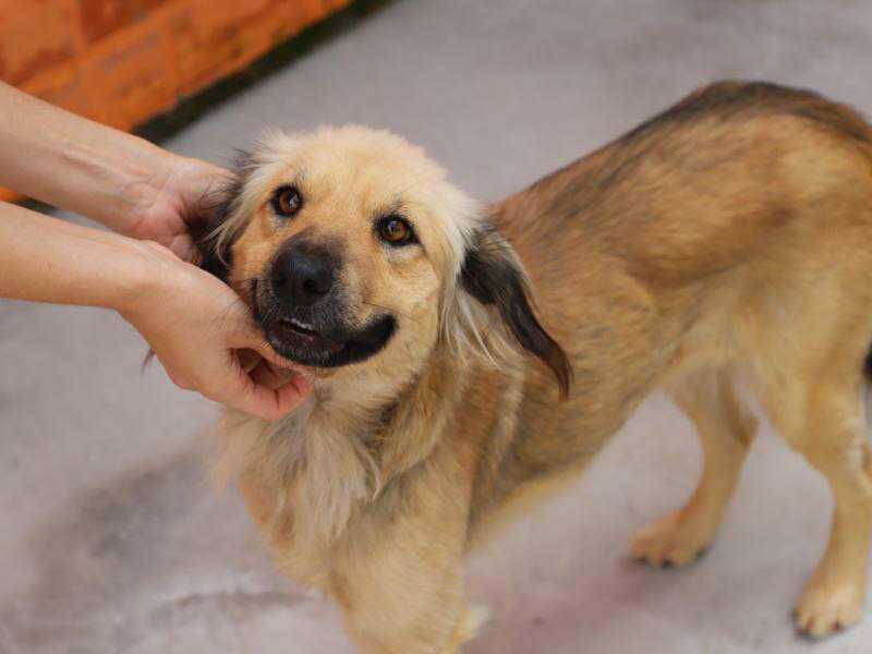 Fujama promoverá mais uma feira de adoção neste sábado