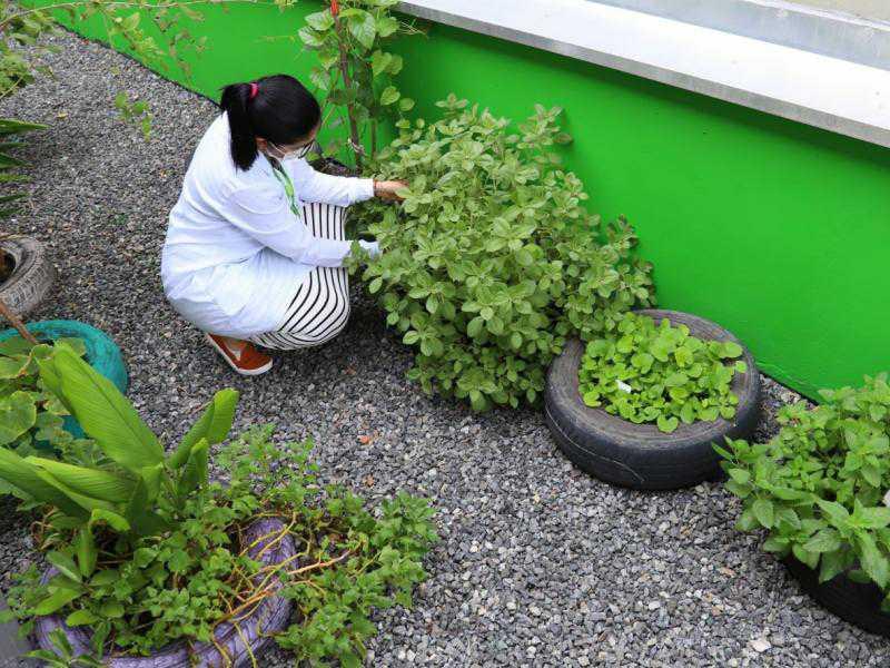 Mais um Workshop de Plantas Medicinais está com inscrições abertas