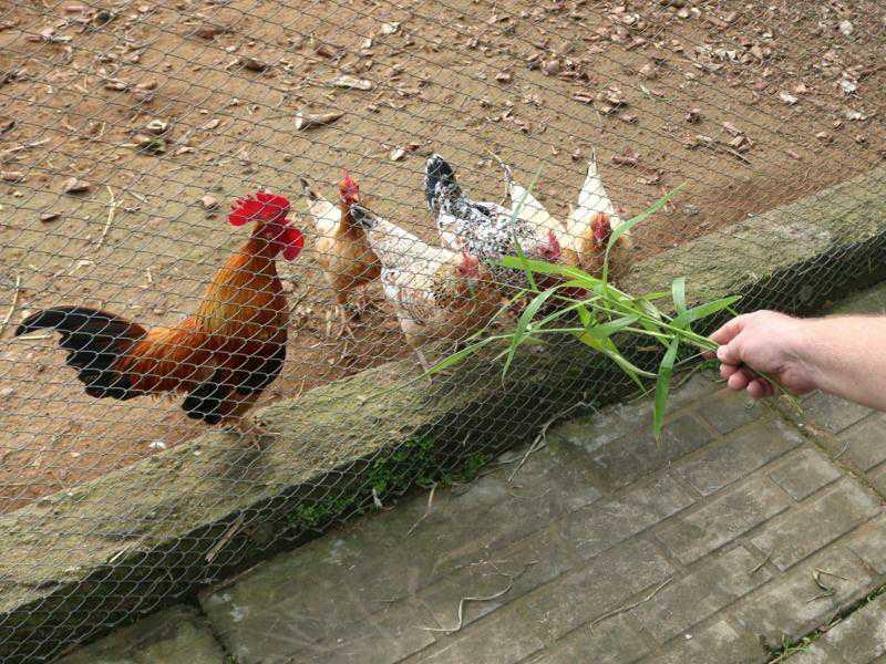 Santa Catarina lança alerta sobre riscos da influenza aviária