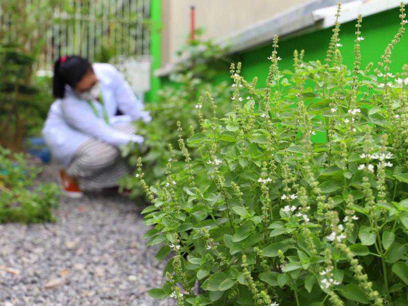 Abertas inscrições para 3º Workshop de Plantas Medicinais de 2023