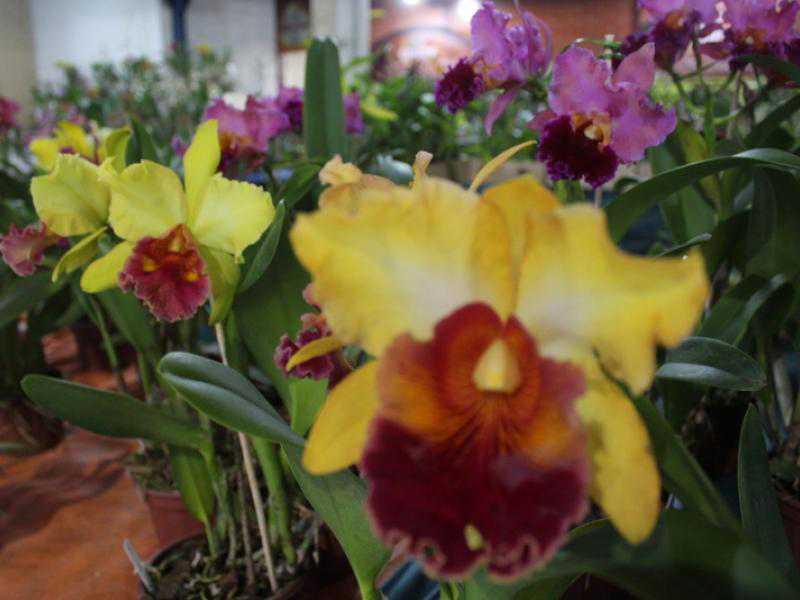Exposição de orquídeas movimentará Parque de Eventos em maio