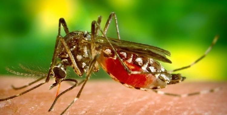 Confirmado o segundo caso de dengue em Corupá