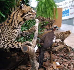 Fujama promoverá programação especial no mês do Meio Ambiente