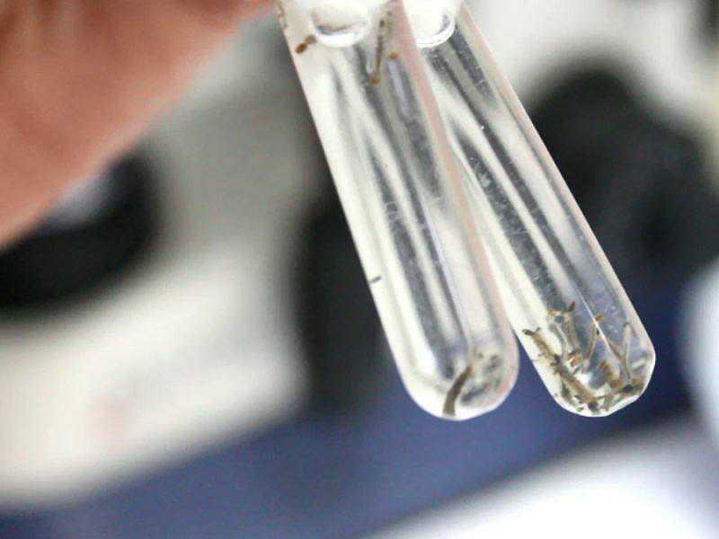 Boletim da Dengue: números desaceleram no intervalo de uma semana