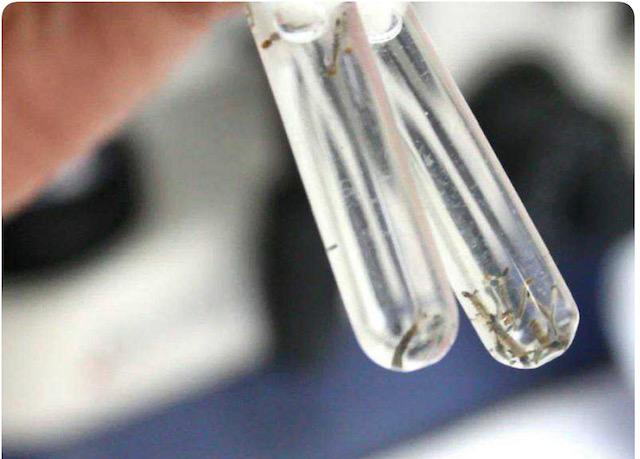 Em uma semana, apenas um caso de Dengue foi registrado