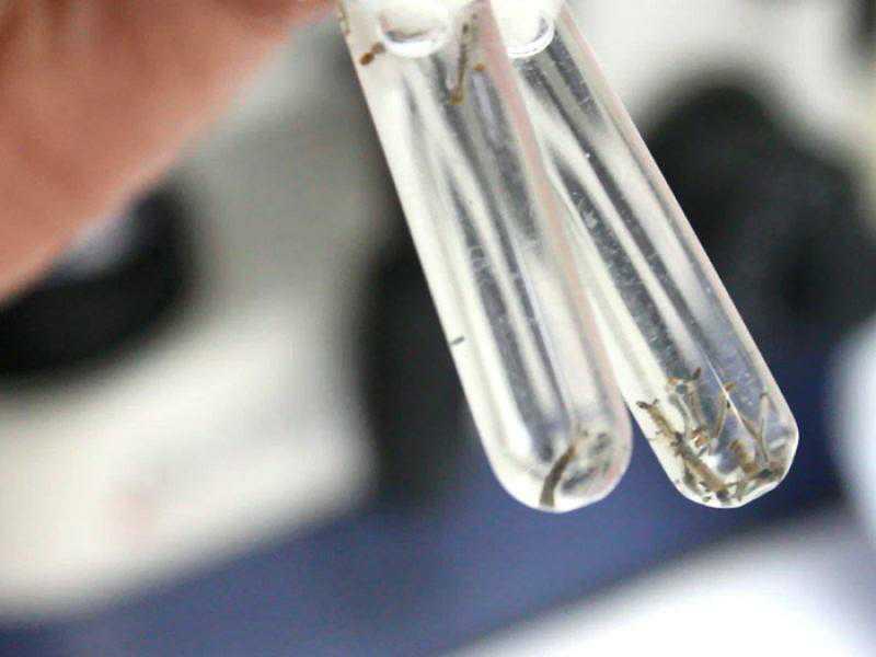 Sala de Situação segue monitorando cenário epidemiológico da dengue