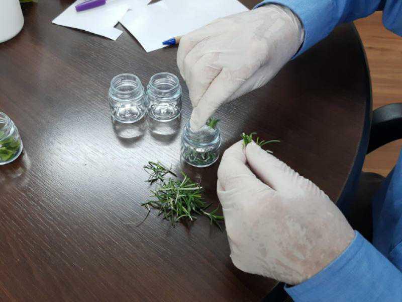 Abertas as inscrições para o 5º Workshop de Plantas Medicinais de 2023