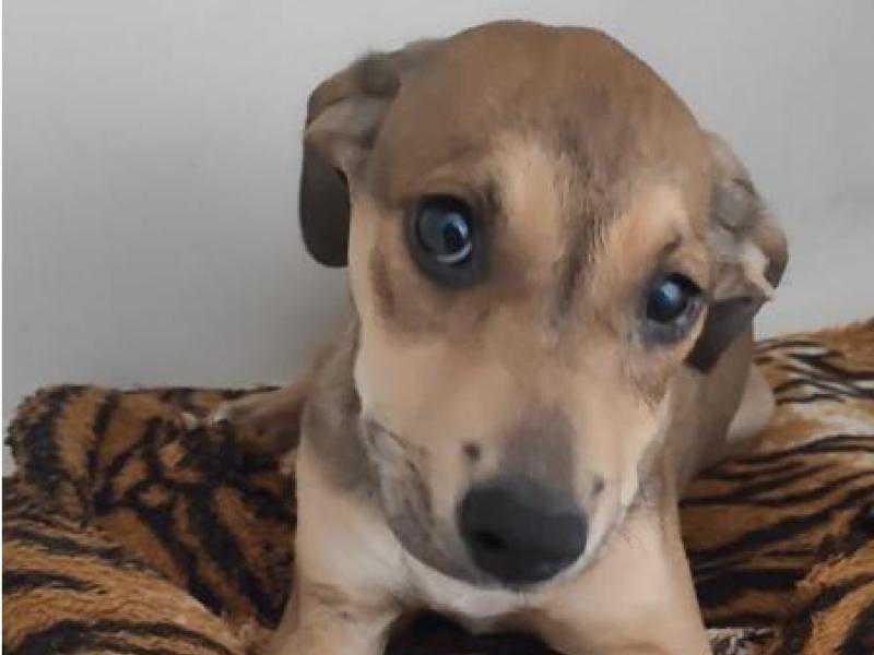 Mais uma feira de adoção acontece na Praça Ângelo Piazera neste sábado