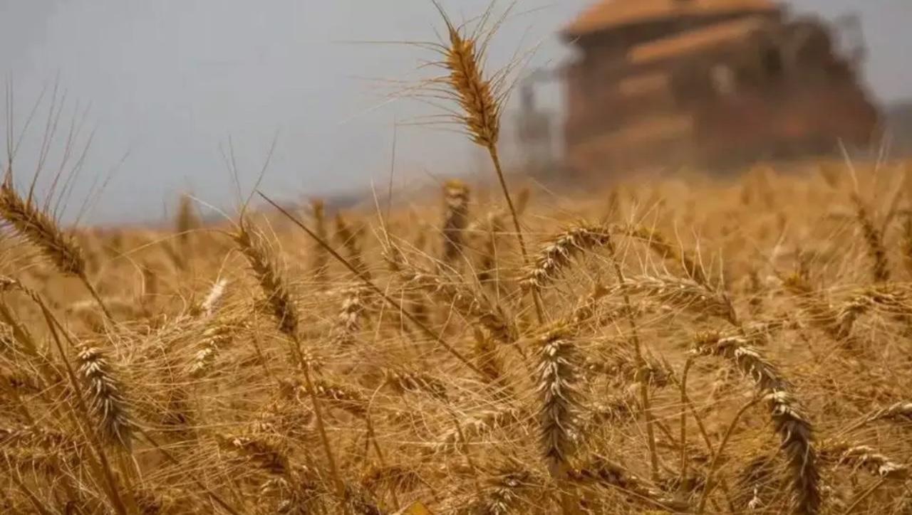 Conab realiza na próxima quinta, novos leilões de trigo