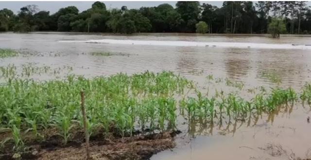 Cooperativas estimam perdas significativas para agricultores devido às enchentes em SC