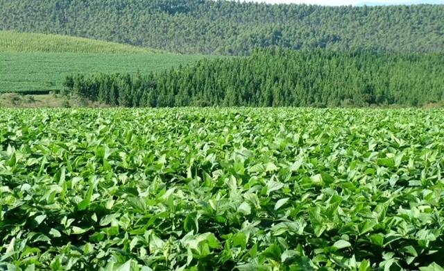 Estudo aponta que PIB da soja deve crescer mais de 20% em 2023