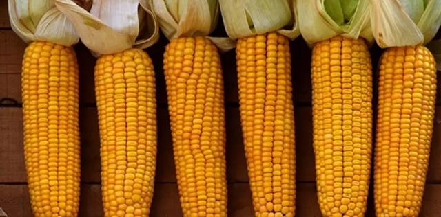 Brasil exporta 7,4 milhões de toneladas de milho em novembro