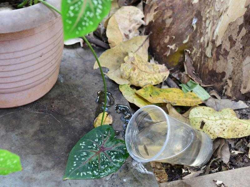 Calor exige atenção redobrada no combate à dengue