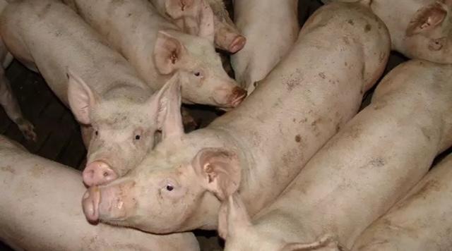 Exportações de carne suína brasileira cresceram 13,2% em novembro