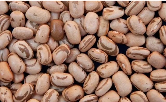 Ibrafe destaca que chuvas podem prejudicar colheita do feijão