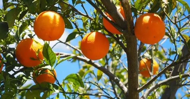 Processamento de laranjas segue em bom ritmo na safra 2023/2024