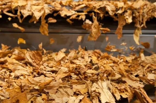 Brasil mantém liderança mundial na exportação de tabaco em 2023