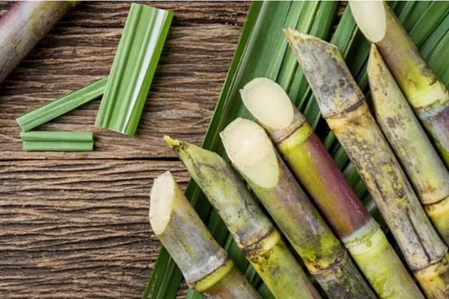 Exportação de açúcar e melaço atinge novos recordes em janeiro