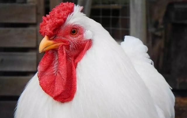 Exportações brasileiras de carne de frango alcançam recordes em 2023