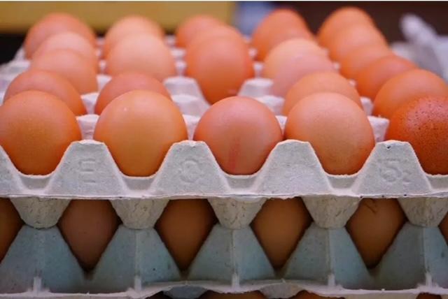 Exportações de ovos brasileiros fecham 2023 com crescimento de 168,1%