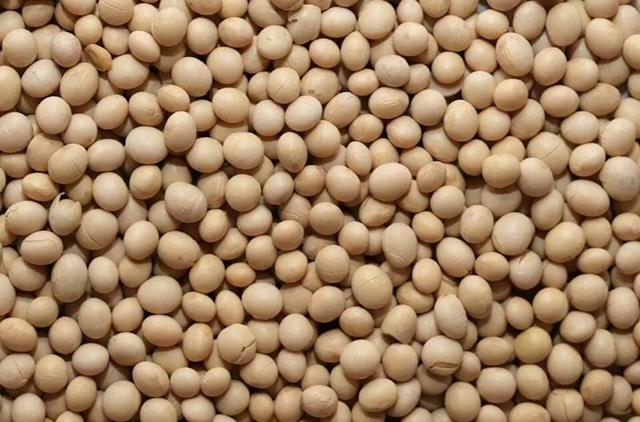 Safra 2023/24 de soja da América do Sul é estimada em 222,343 milhões de toneladas