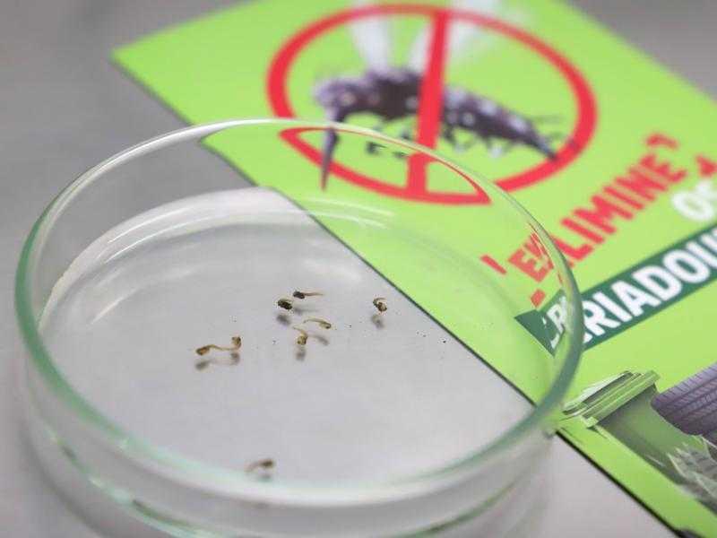 Boletim da dengue: mais de 300 casos notificados em uma semana