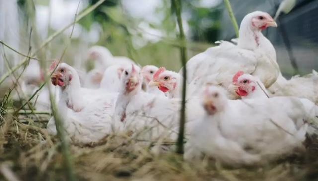Cotação do frango vivo cai 1,80% em Santa Catarina