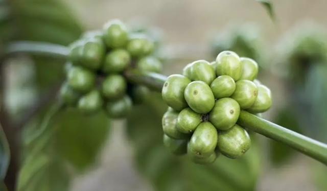 Exportação de café verde do Brasil bate recorde em janeiro