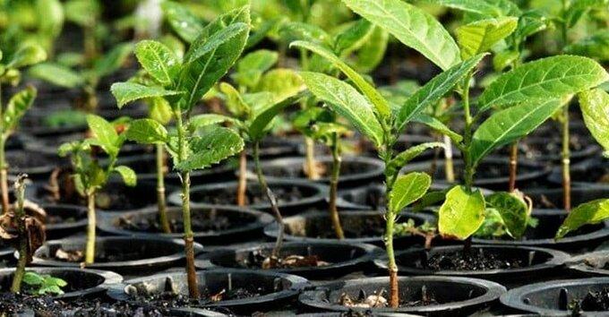 Corupá iniciou campanha de mudas frutíferas e nativas