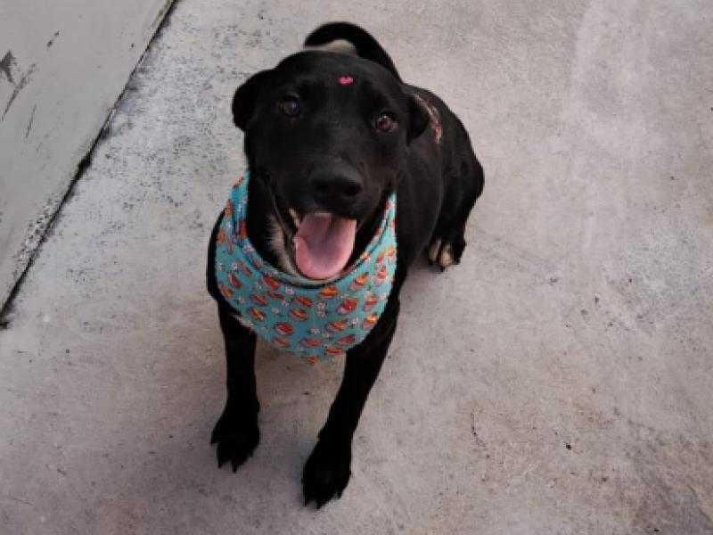 Nova feira de adoção da Fujama ocorre neste sábado