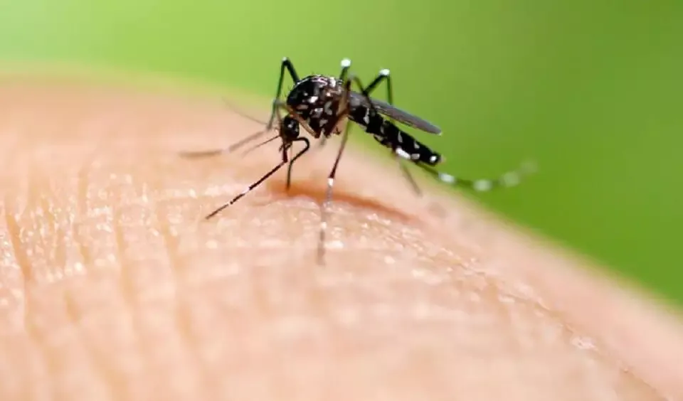 Brasil tem 1.792 mortes por dengue e quase 4 milhões de casos prováveis