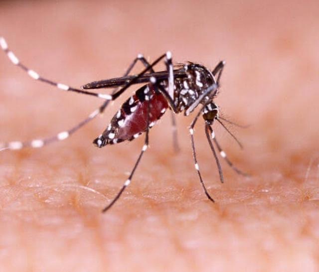 CENTRAL DE DENGUE TEM ELEVADO NÚMERO DE ATENDIMENTOS